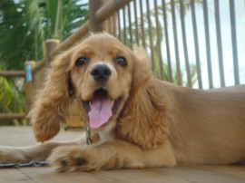 Amadeus